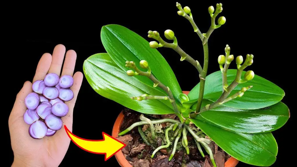 100 times stronger than B12! Orchids immediately shoot flower buds as