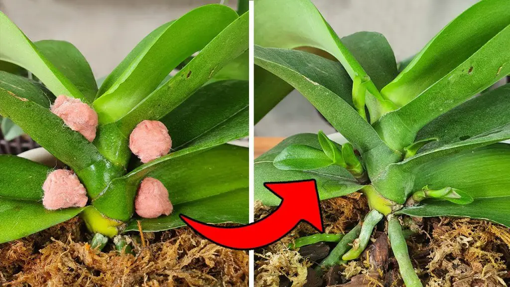 Unique method for propagating Phalaenopsis Orchids -The results are ...