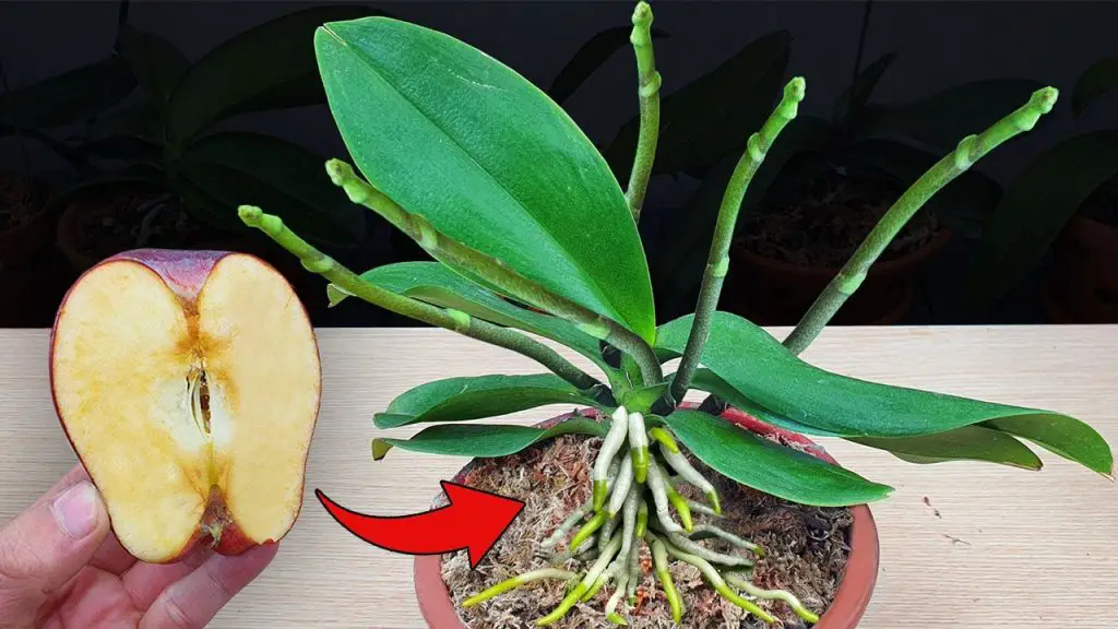100 Times Stronger Than Garlic! Miracle Fruit Causes Orchid Flower Spike Grow Immediately And