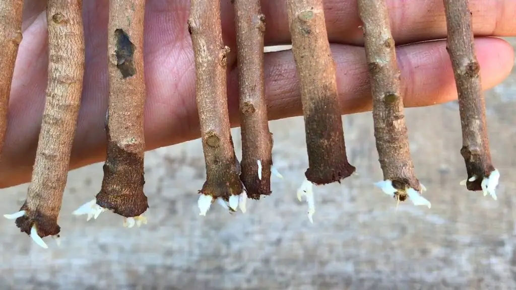 Innovative Planting Growing Trees on Toilet Paper Organic Gardening