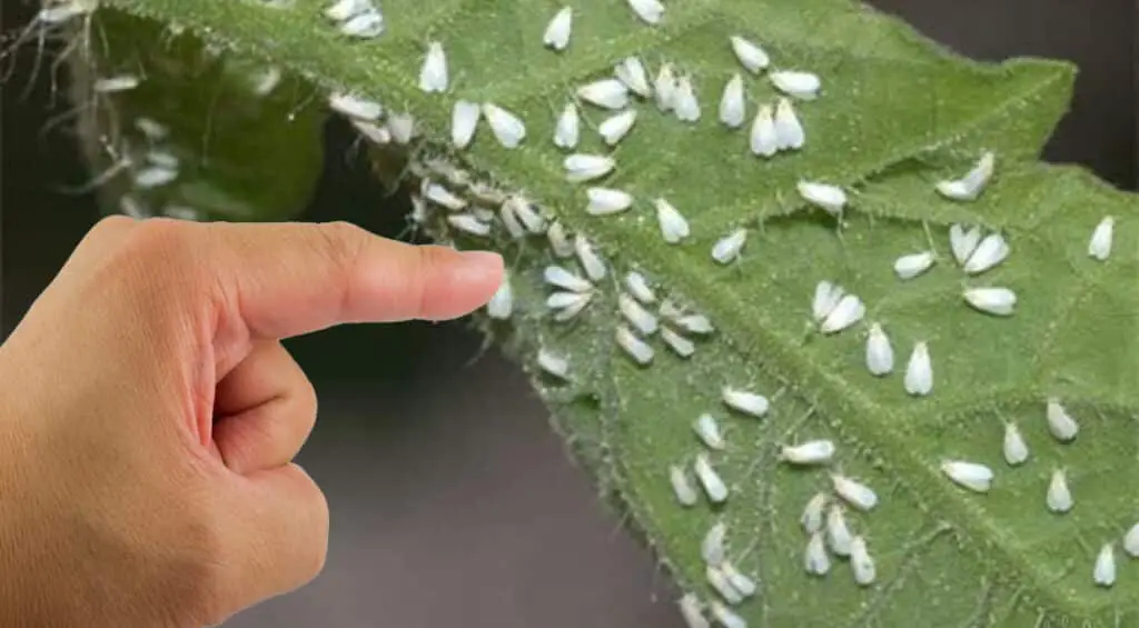 Whitefly Control: Effective Methods for Gardens and Greenhouses ...