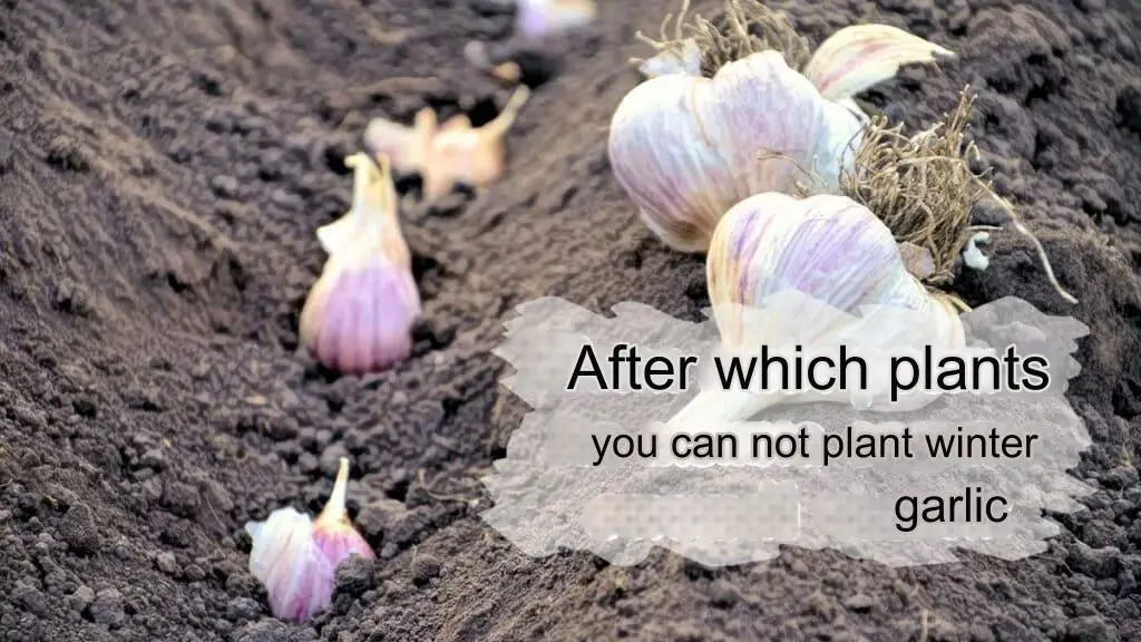 Where You Should Not Plant Winter Garlic: A Gardener’s Guide – Organic ...