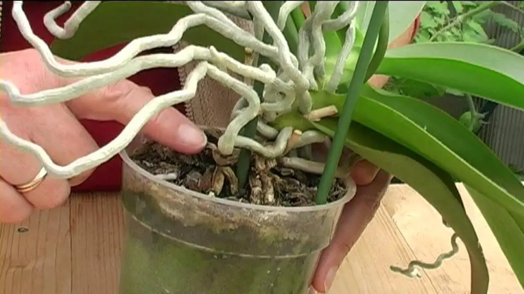 Understanding Aerial Roots in Orchids: Causes and Solutions – Organic ...