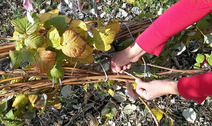 Red Raspberry Stems Winter Preparation of Raspberries for Winter: The Main Rules That All ...