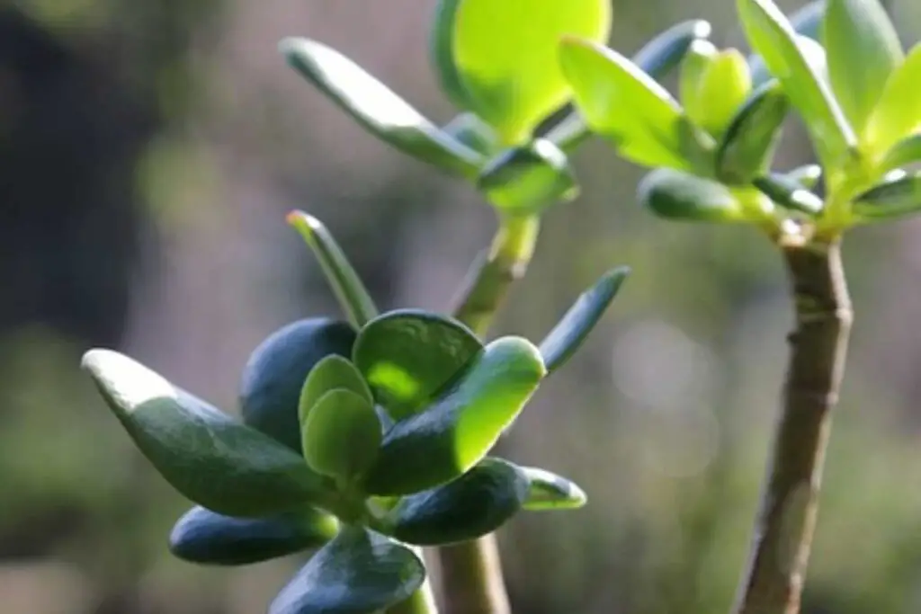 Jade Rupa Tree Caring for Your Jade Tree in Summer: Essential Tips for a Thriving ...