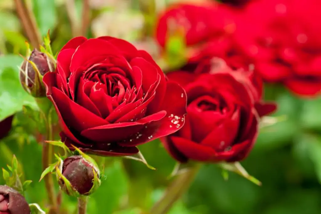 Protect Your Roses: Tips for Pest and Disease Prevention – Organic ...