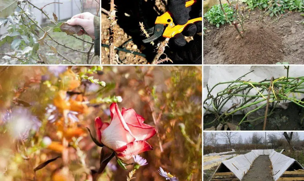 Preparing Roses for Winter: Why You Should Always Remove Leaves ...