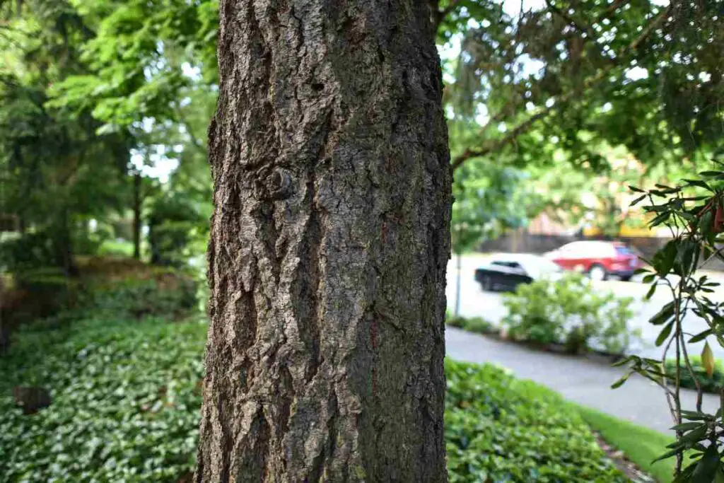 Transform Your Garden with a Simple Tree Trunk: Creative and Stunning ...