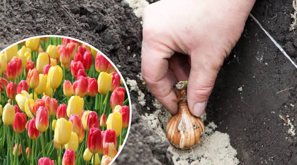 Tulips in Autumn: How to Plant Bulbs for Stunning Spring Blooms ...