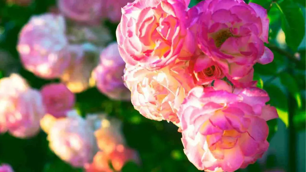 Rose Reproduction Process Free Roses Forever: The Ultimate Trick to Reproduce Them Infinitely ...