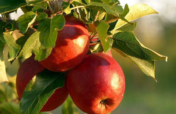 🍏 Grow an Apple Tree from Just One Apple: A Simple Guide – Organic ...